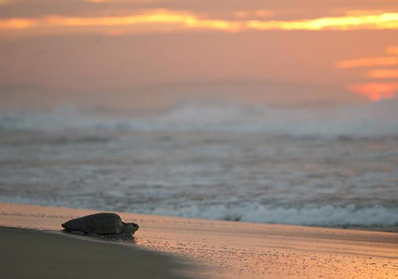An Olive Ridley Sea turtle (Lepidochelys olivacea) crawls toward the sea after laying its eggs into the sand along the shore on Escobilla beach, Mazunte. Photo by Tomas Bravo