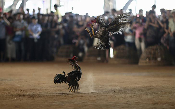 People watch roosters fight during a celebration for the New Year of the Dai minority in Xishuangbanna, Yunnan province. Photo by Wong Campion