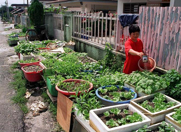 A Malaysian housewife waters her vegetable patch in front of her house in a Kuala Lumpur suburb December 28. The Malaysian government has announced a "plant vegetables at home programme" as part of an effort to reduce vegetable imports and help the economy ailing from a sharp depreciation of its currency against the U.S. dollar. KUALA LUMPUR