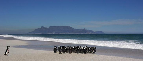 A group of about 100 African penguins are released into the sea near Cape Town. Photo by Mike Hutchings
