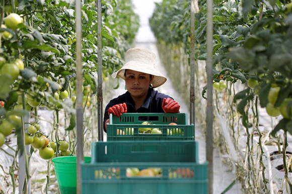 A worker pushes a cart with crates containing freshly picked tomatoes at a greenhouse in La Piedad, in Michoacan state, Mexico, June 13, 2017. Picture taken June 13, 2017. REUTERS/Alan Ortega