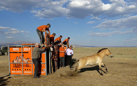 A Przewalski's horse leaves its container after being released in Takhin Tal National Park, part of the Great Gobi B Strictly Protected Area, in south-west Mongolia, June 20, 2017. Picture taken June 20, 2017. REUTERS/David W Cerny TPX IMAGES OF THE DAY