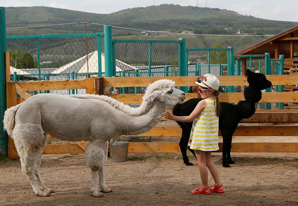 A girl stands next to alpacas Juliette (L) and Romeo, groomed for summer season, inside an open-air enclosure at the Royev Ruchey Zoo in the suburb of Krasnoyarsk, Siberia, Russia May 31, 2017. REUTERS/Ilya Naymushin TPX IMAGES OF THE DAY