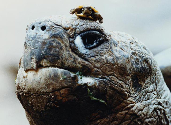 A Three-Toed Tortoise is seen on a Galapagos Tortoise, Gosford, Australia, 27 Nov 1991. REUTERS/Mark Baker BEST QUALITY AVAILABLE