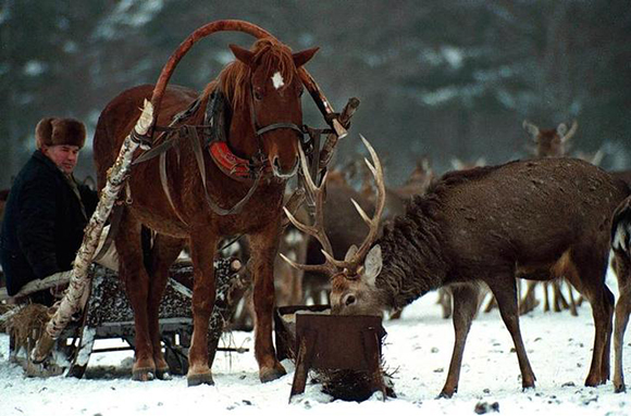 Belarussian reindeer breeder Nikolai Merkul watches one of his herd eating grain at a state farm near the village of Sergeyevichi, 60km north-east of Minsk, December 30. The reindeer are bred not for pulling festive sleighs but for the supposed healing properties of their antlers, which are ground into powders as medicine.