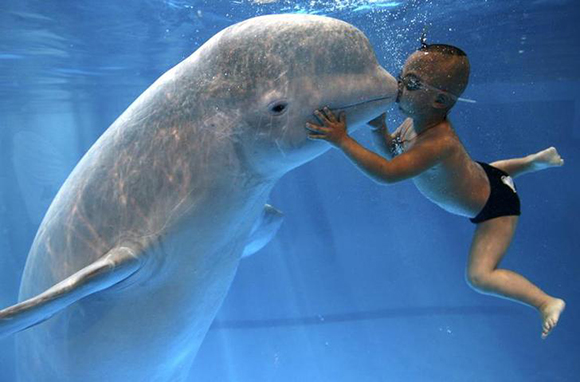 Yang Yang, 3, kisses a Beluga Whale during a publicity photocall at the Qingdao Polar Ocean World, in eastern China's Shandong province. Photo by China Daily
