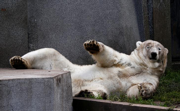 A polar bear lies at its paddock in shadow during a sunny day in Warsaw zoo, Poland. Photo by Kacper Pempel