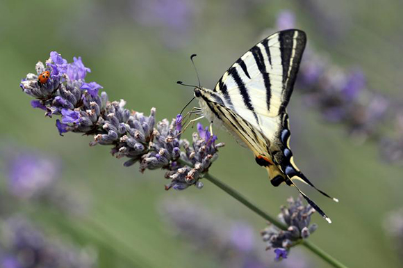 A butterfly and a ladybird stand on a lavender flower in a countryside near Siena, Italy. Photo by Stefano Rellandini
