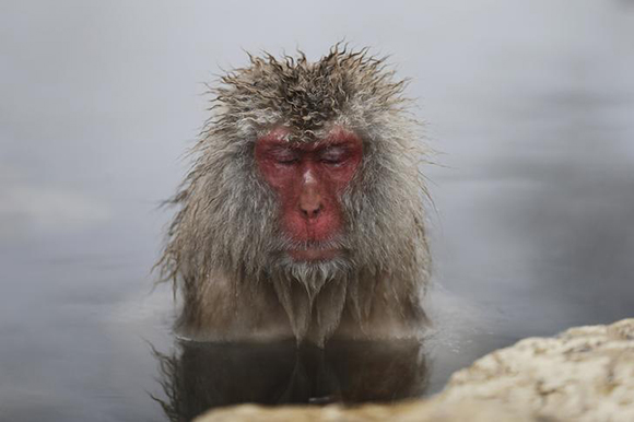  A Japanese Macaque (or Snow Monkey) soaks in a hot spring at a snow-covered valley in Yamanouchi town, central Japan. Photo by Issei Kato 