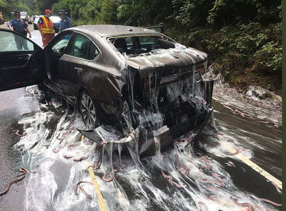  Slime eels, otherwise known as Pacific hagfish, cover Highway 101 after a flatbed truck carrying them in tanks overturned near Depoe Bay, Oregon, U.S. July 13, 2017. Photo by District/Handout