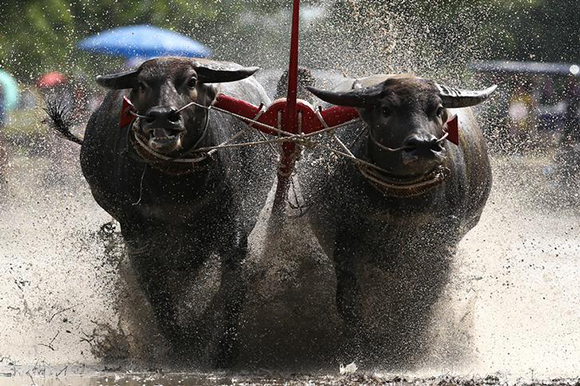  Water buffalos compete in Chonburi's annual buffalo race festival, in Chonburi province, Thailand, July 16, 2017. Photo by Athit Perawongmetha