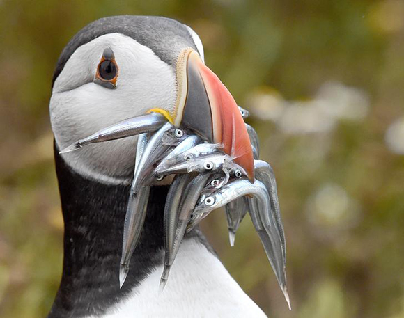  An Atlantic Puffin holds a mouthful of sand eels on the island of Skomer, off the coast of Pembrokeshire, Wales July 18, 2017. Photo by Rebecca Naden