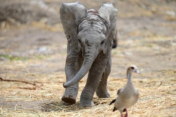  A two-month-old unnamed male baby elephant chases a bird at the Africam Safari Zoo in Puebla, Mexico, July 19, 2017. Photo by Edgard Garrido