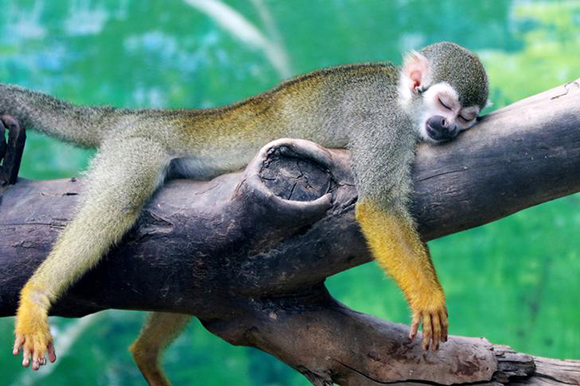  A squirrel monkey rests on a tree branch on a hot day at a zoo in Zhengzhou, Henan province, China. Photo by Stringer