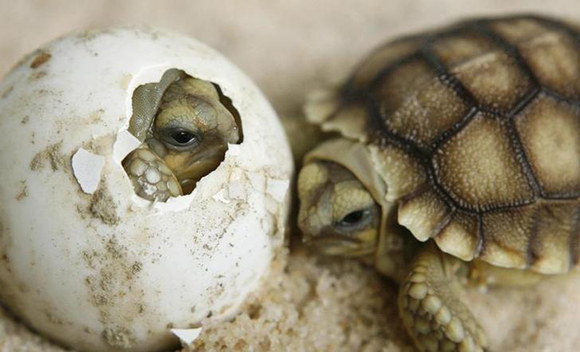  A baby sulcata turtle cracks its eggshell in Servion near Lausanne. Photo by Denis Balibouse