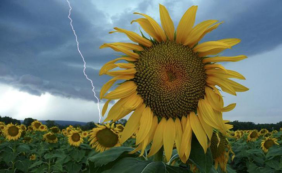  A sunflower field is seen in stormy weather near Donzere, southern France. Photo by Pascal Rossignol 