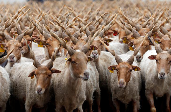 Racka sheep are seen during celebrations for the start of the new grazing season in the Great Hungarian Plain in Hortobagy, Hungary. Photo by Laszlo Balogh