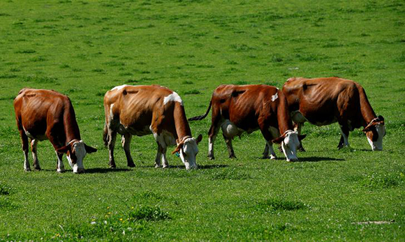A group of Simmental cattle graze on a farm near Seckau, Austria Photo by Leonhard Foeger