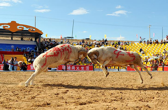 Two sheep fight in a competition in Zhangjiakou, Hebei province, China Photo by Stringer