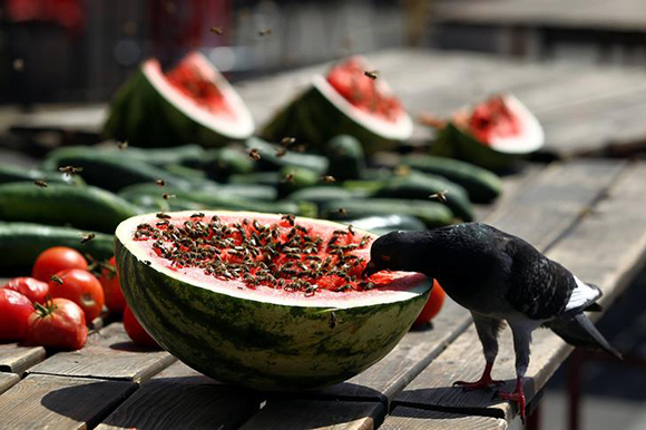  A bird eats a watermelon in downtown Zagreb, Croatia August 4, 2017. Photo by Antonio Bronic 
