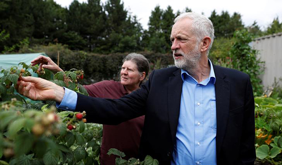 Britain's opposition Labour Party leader Jeremy Corbyn picks raspberries in the garden at the Olive Tree Cafe in Swindon, Britain August 11, 2017. Photo by Peter Nicholls