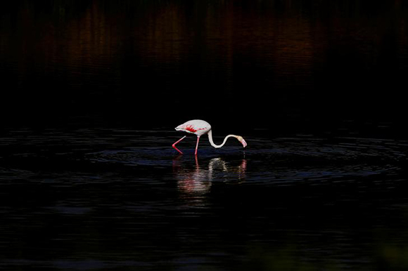 A flamingo is seen at a lagoon, where around 600 flamingo chicks will be tagged, measured and placed there by volunteers at the Fuente de Piedra natural reserve, near Malaga, southern Spain Photo by Jon Nazca