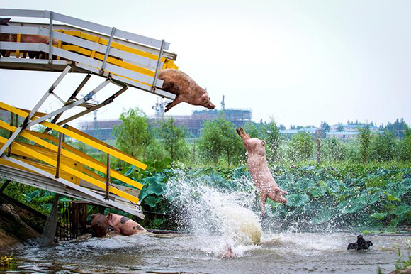 Pigs are herded off a platform into water by breeders during a daily exercise at a pig farm in Shenyang, Liaoning province, China August 14, 2017. Photo by Stringer