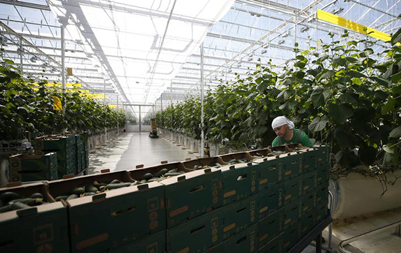 An employee works in the greenhouse, owned by Dolina Ovoshey (Vegetable Valley) company, which produces domestically-grown vegetables including tomatoes, cucumbers and lettuce in the town of Dankov in the Lipetsk region, Russia. Photo by Maxim Shemetov