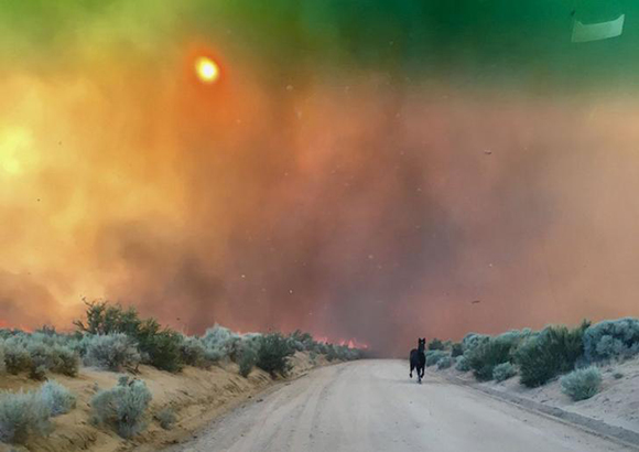 A horse runs from burning grasslands of the Long Valley fire near Doyle, California, U.S. July 13, 2017. Photo by Lassen County Sheriff's Office/Handout