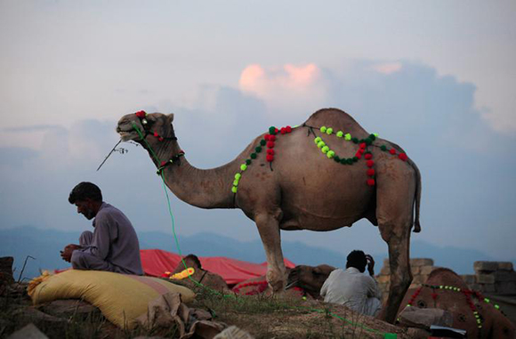 A trader waits to sell camels to customers at a livestock market ahead of the Eid al-Adha festival in Islamabad, Pakistan. Photo by Faisal Mahmood