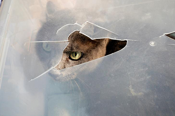 Nancy McBride's cat looks out from an air hole punched in a tub. Houston, Texas. Photo by Rick Wilking