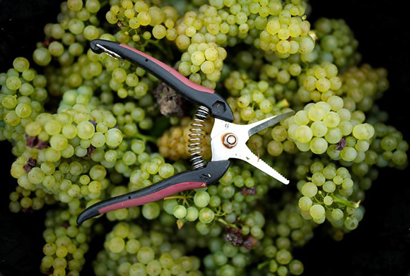 Collected grapes are seen with a pair of secateur in a box at the Domaine Pinson vineyard during the Chablis wine harvest in Chablis, France. Photo by Christian Hartmann