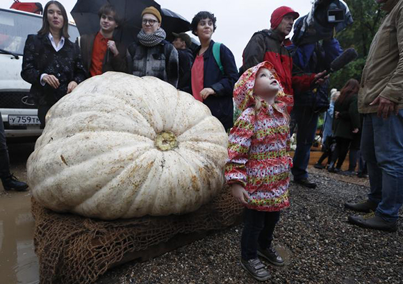 People gather during the presentation of an Atlantic Giant Pumpkin, which was cultivated for about six months and currently weighs over 430 kilograms (947.99 pounds), at Moscow State University’s Botanic Garden (Apothecary Garden) in Moscow, Russia September 5, 2017. Photo by Maxim Shemetov