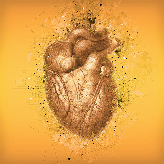 Human heart, illustration.