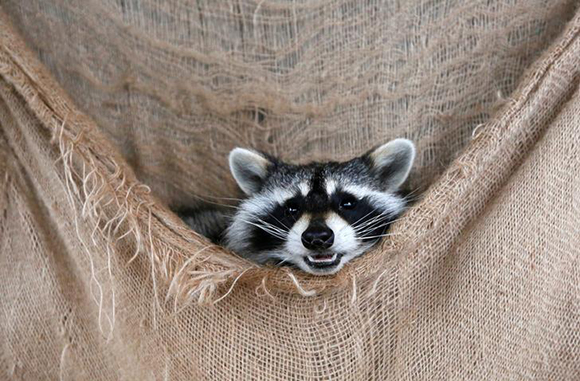  Maya, a six-month-old female raccoon, plays in a cage at the Roev Ruchey Zoo in a suburb of the Siberian city of Krasnoyarsk, Russia. Photo by Ilya Naymushin 