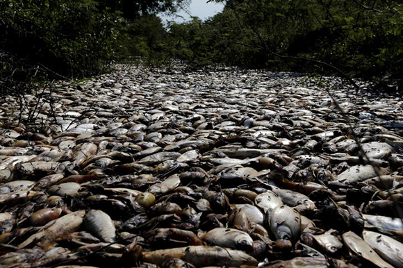  Dead fish float on the banks of the Confuso river, after authorities have taken samples for an investigation, in Villa Hayes, Paraguay October 16, 2017. Photo by Jorge Adorno 