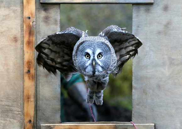  Mykh, a 1.5-year-old great gray owl, flies through a window during a training session which is a part of Royev Ruchey Zoo's programme of taming wild animals for research, education and interaction with visitors, in a suburb of the Siberian city of Krasnoyarsk, Russia. Photo by Ilya Naymushin 