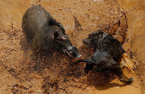  A dog and wild boar fight during a contest, known locally as 'adu bagong' (boar fighting), in Cikawao village of Majalaya, West Java province, Indonesia. Photo by Beawiharta 