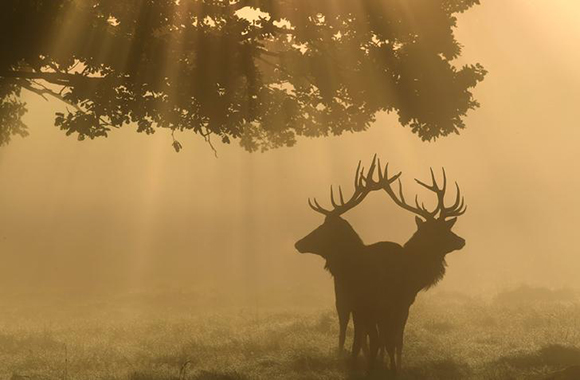  Two stag deer are seen through the mist at dawn during the annual rutting season in Richmond Park in London Britain. Photo by Toby Melville 