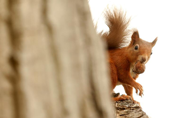  A red squirrel collects a walnut from a tree in Pitlochry, Scotland, Britain. Photo by Russell Cheyne 