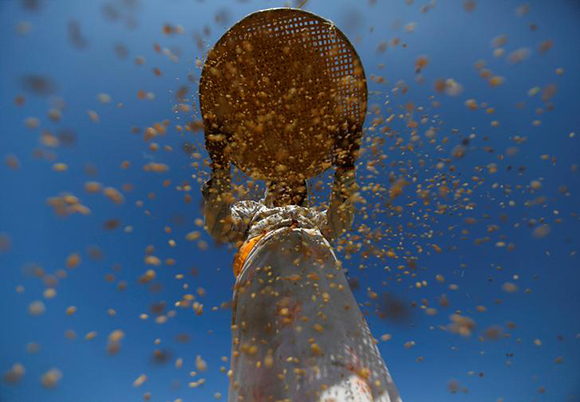  A farmer harvests rice on a field at Khokana in Lalitpur, Nepal. Photo by Navesh Chitrakar 