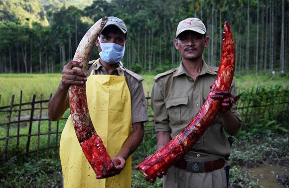  Forest officials hold tusks of a wild elephant, who, they claim died due to food poisoning, near Panbari Village on the outskirts of Guwahati, India. Photo by Anuwar Hazarika 