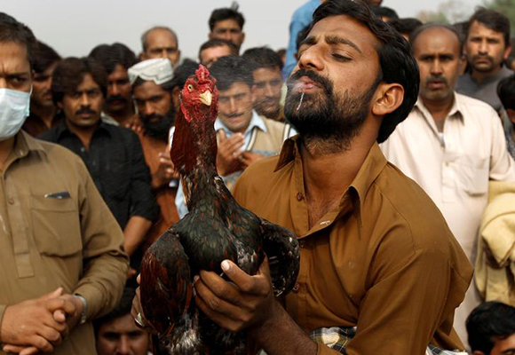  The owner of a rooster sprays water on the head of his bird to help it cool down after a cock fight in Fateh Jang, Pakistan November 3, 2017. Photo by Caren Firouz 