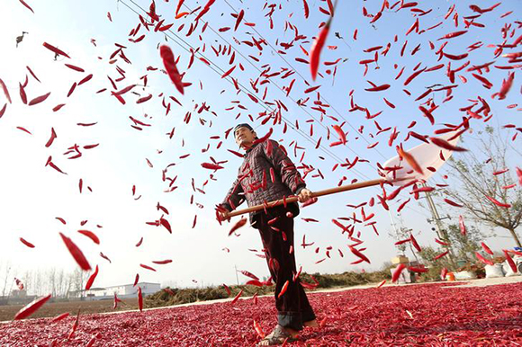  A farmer spreads red chili to dry at a village in Huaibei, Anhui province, China. Photo by Stringer 