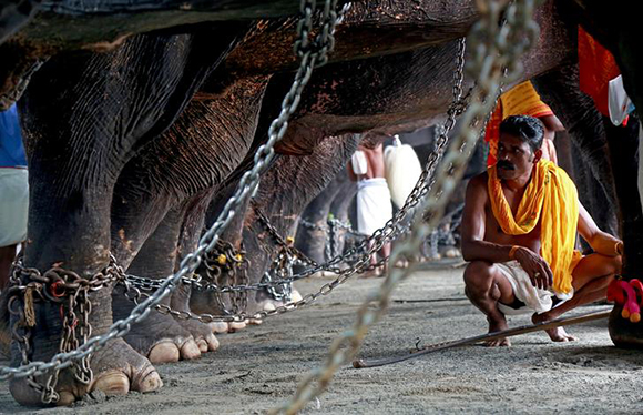  A mahout guards the elephants during the annual Vrischikolsavam festival, which features a colourful procession of decorated elephants along with drum concerts, at a temple in Kochi, India, November 18, 2017. Photo by Sivaram 