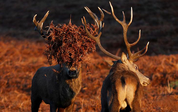  Two stag deer pause during a rutt at Bradgate Park in Newtown Linford, Britain. Photo by Darren Staples 