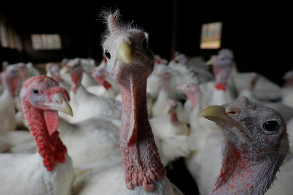  Turkeys stand in their barn at Seven Acres Farm, one day before the Thanksgiving holiday in North Reading, Massachusetts, U.S., November 22, 2017. Photo by Brian Snyder 