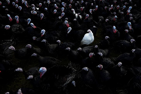  A white bronze turkey is seen amongst Norfolk black turkeys hatched in June and raised free range for Christmas are seen ready for market on David McEvoy's Turkey farm in Termonfeckin, Ireland. Photo by Clodagh Kilcoyne 