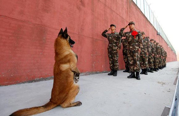  An army dog stands up as retiring soldiers salute their guard post before retirement in Suqian, Jiangsu province, China. Photo by Stringer 