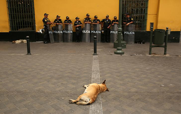  A dog rests on the pavement as Peruvian police guard near the Government Palace in Lima, Peru, December 15, 2017. Photo by Mariana Bazo 